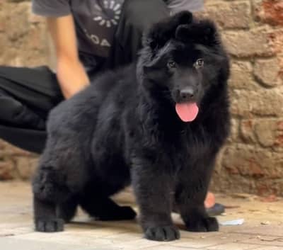 pedigree black german shepherd puppies available
