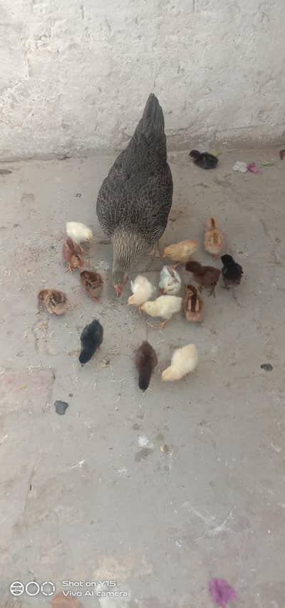 aseel hen with 17 chick 