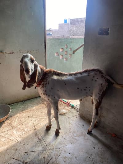 Makhi china bakra