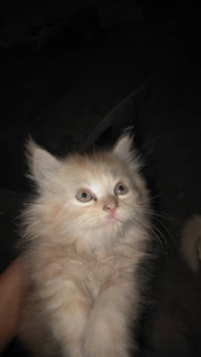 cat for sale
