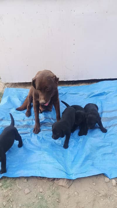 3 male dog and 2 female