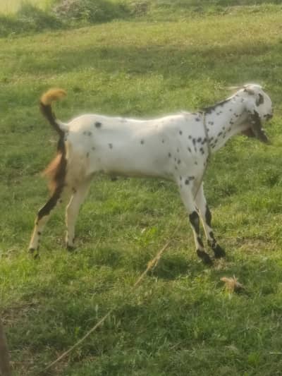bakra makhi cheena