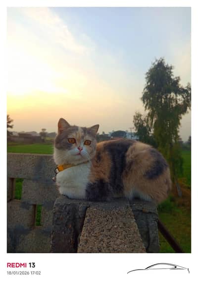 Persian female cat for sale