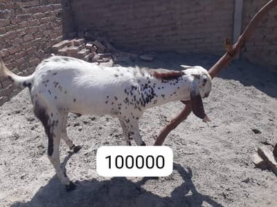dunda bakray
