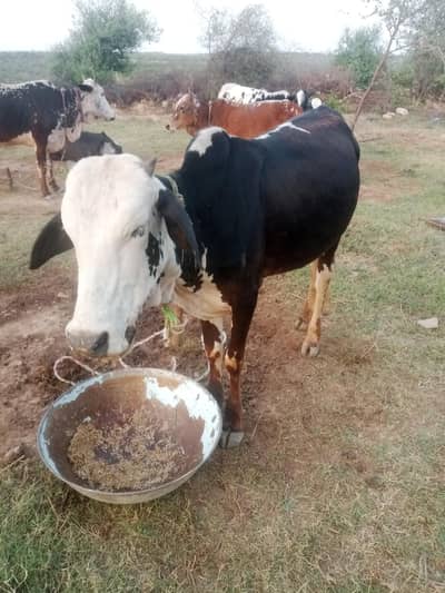 bachra for sale qurbani k liye