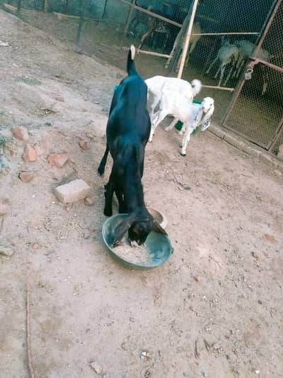 Black bakra, 2 dant , khasi , live weight 50kg plus