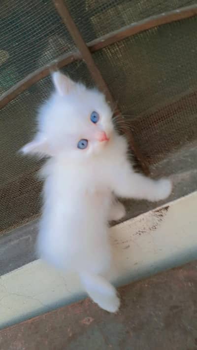 persian kittens for sale black and white