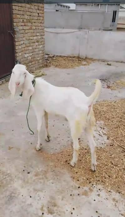 Bakra for sale