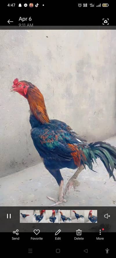 full long height pure wleeti cross breed