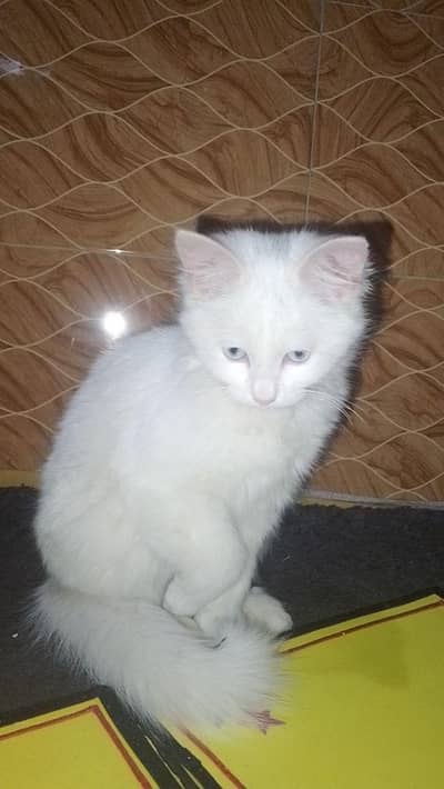 Persian cat 