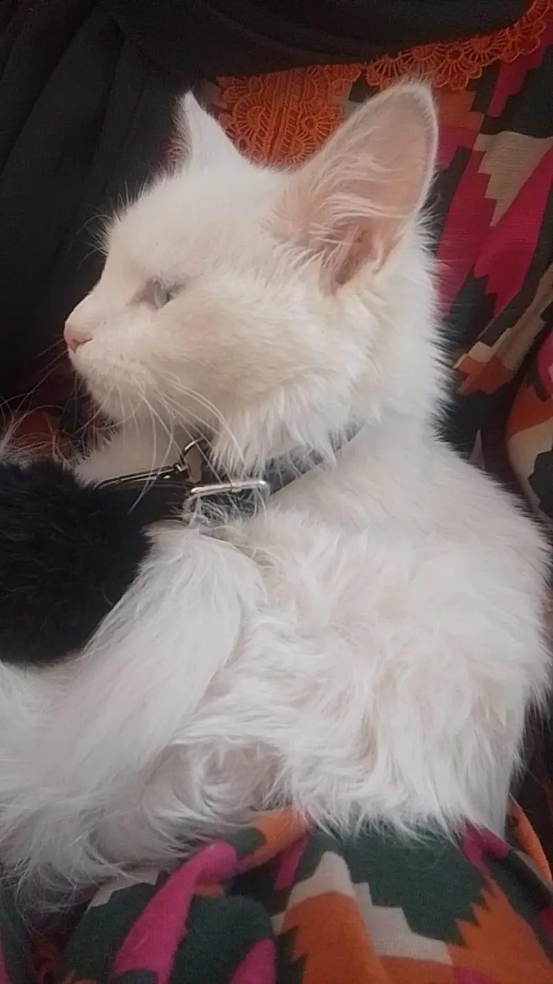 Persian cat — photo 3