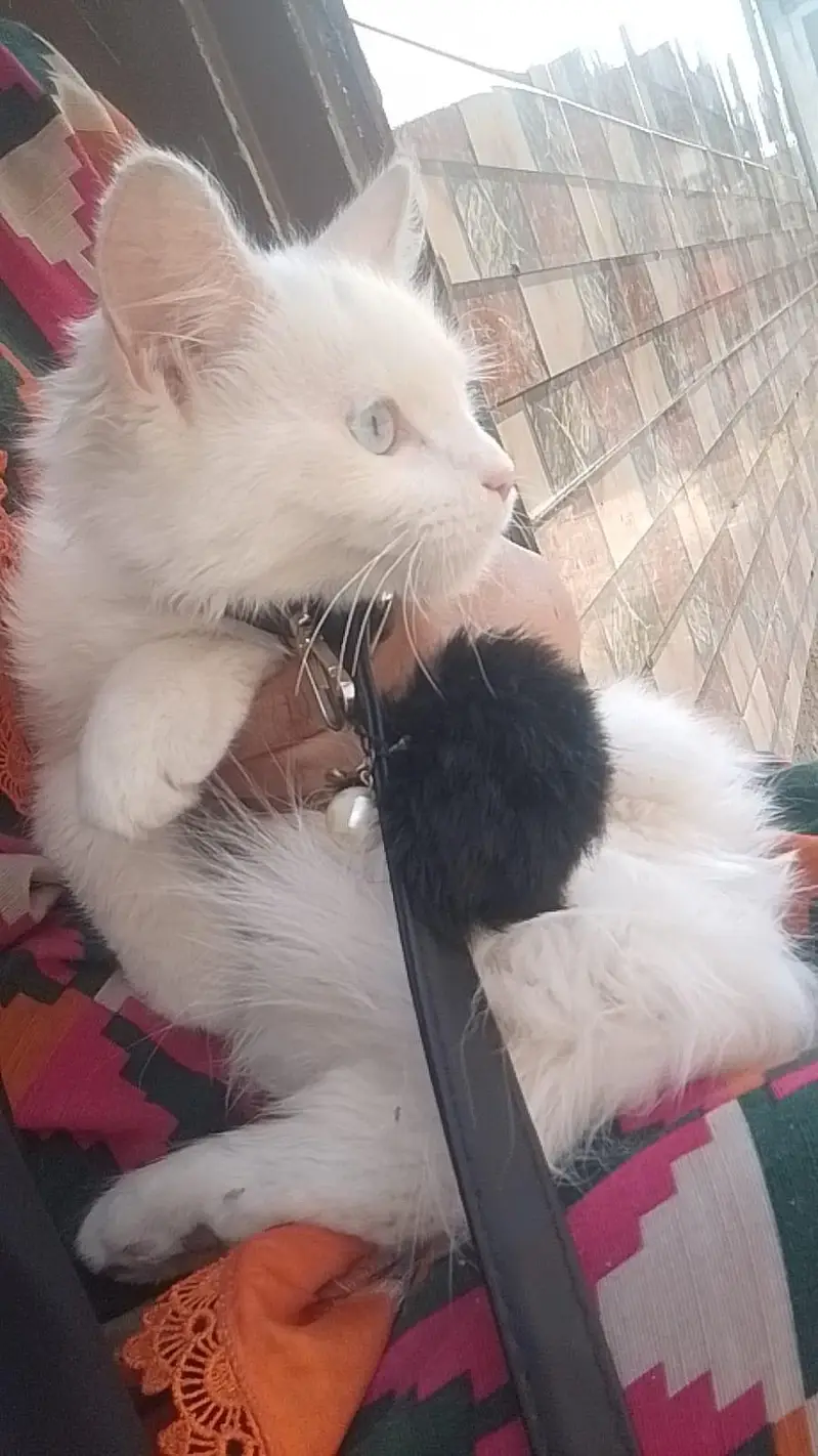Persian cat — photo 4
