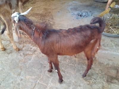 Bakra For Qurbani