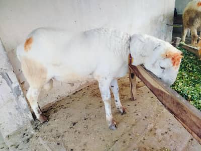 Chatry for sale