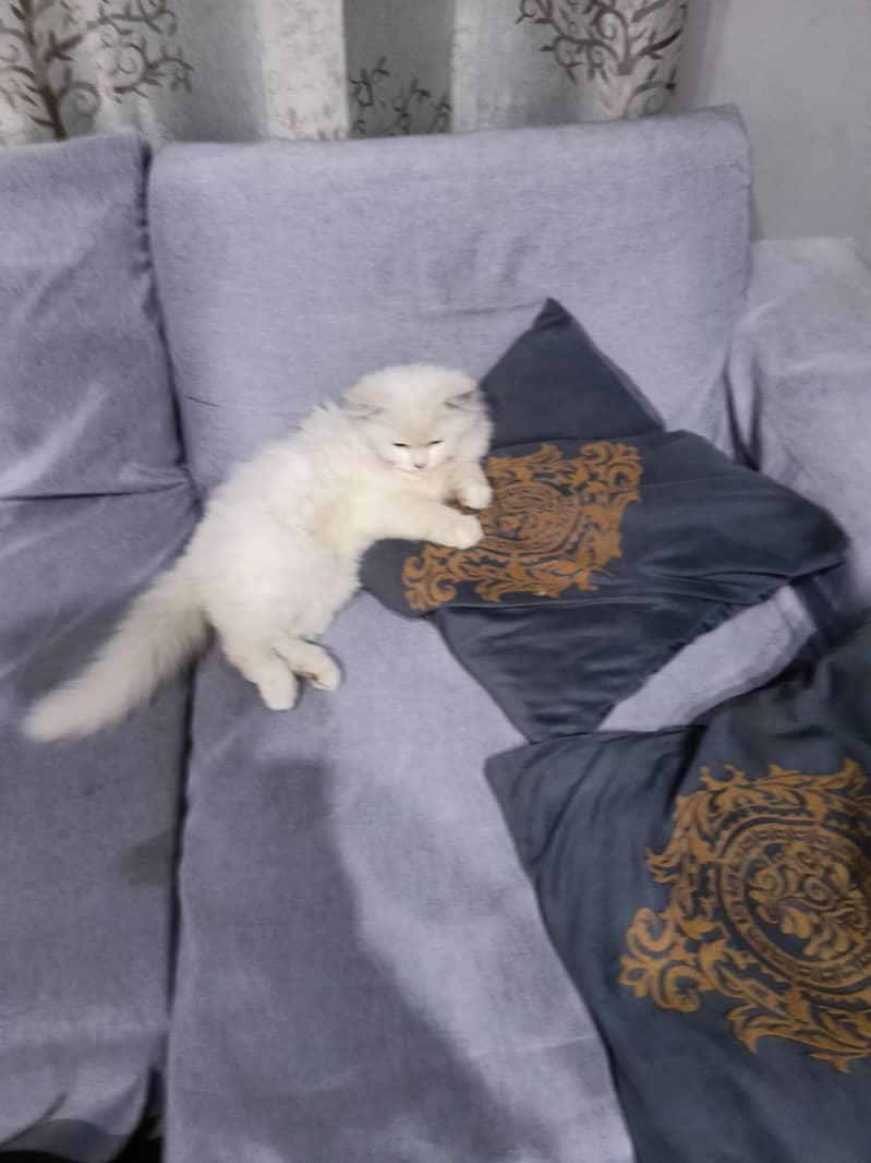 kitten 0