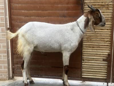 Bakra 2 dant khassi