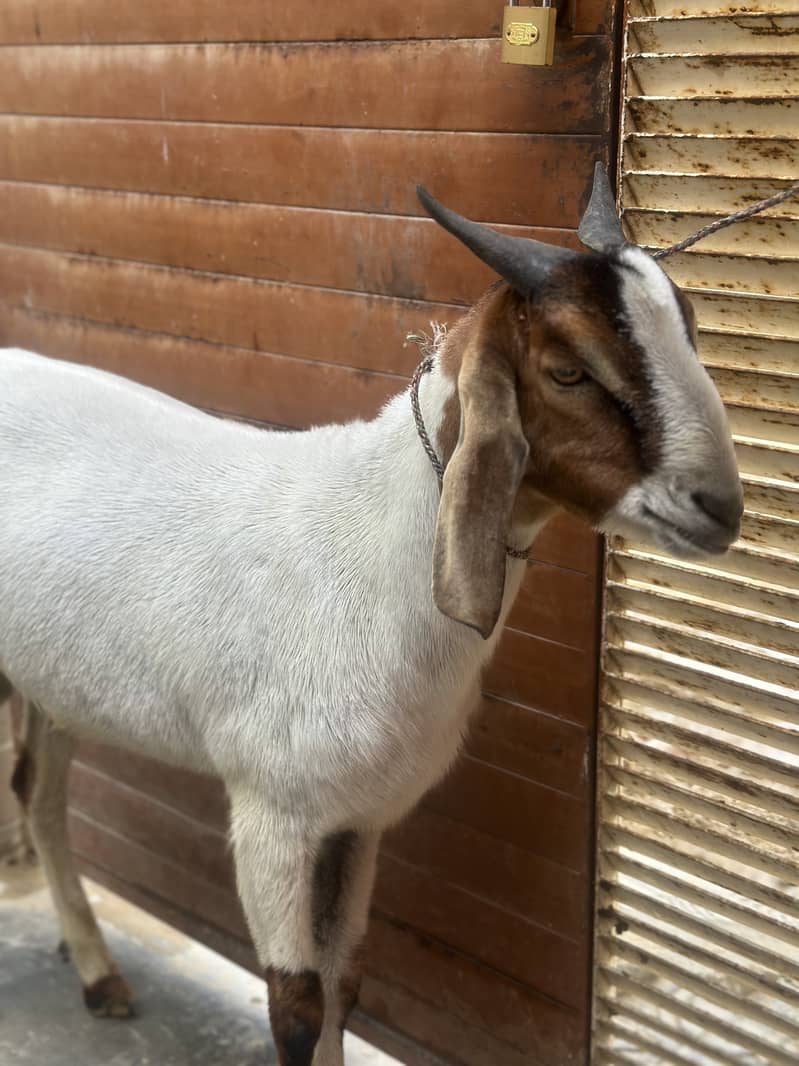 Bakra 2 dant khassi 1