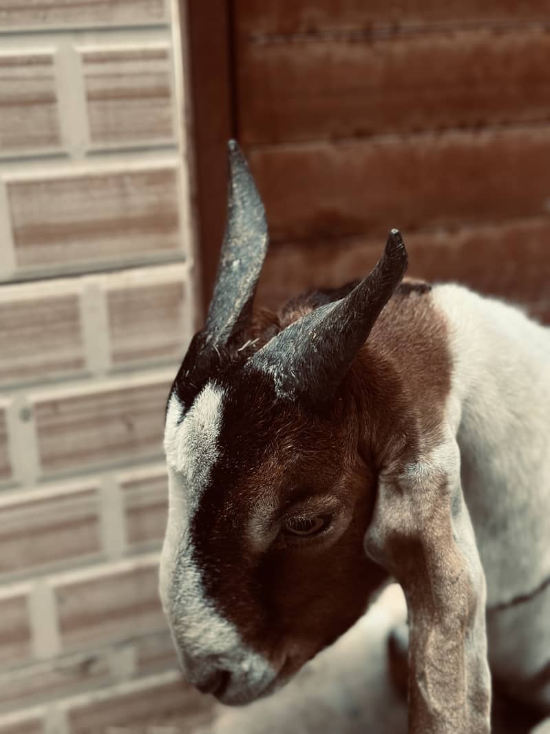 Bakra 2 dant khassi 2