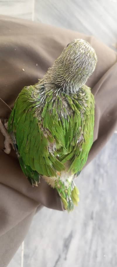 Green Ringneck parrot chick o-3-2-2-5-1-5-5-5-0-2