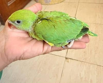 covered male chick hand feed