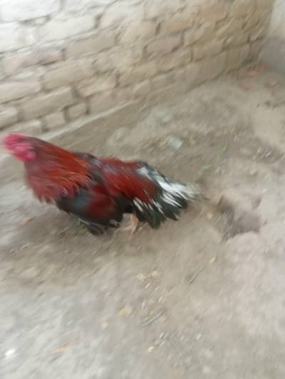 miawali high quality lakha murga for sale