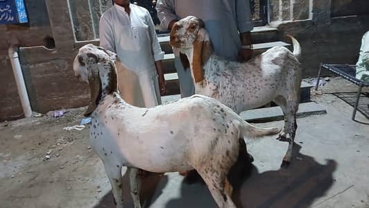 makhi china hawy weight 2dant