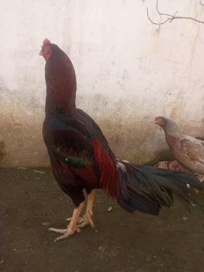 MIAWALI TOP QUALITY MURGA FOR SALE