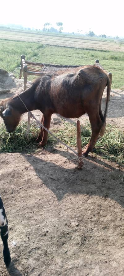 گھر کی پالی ہوئی صحت مند بچھڑا برائے فروخت