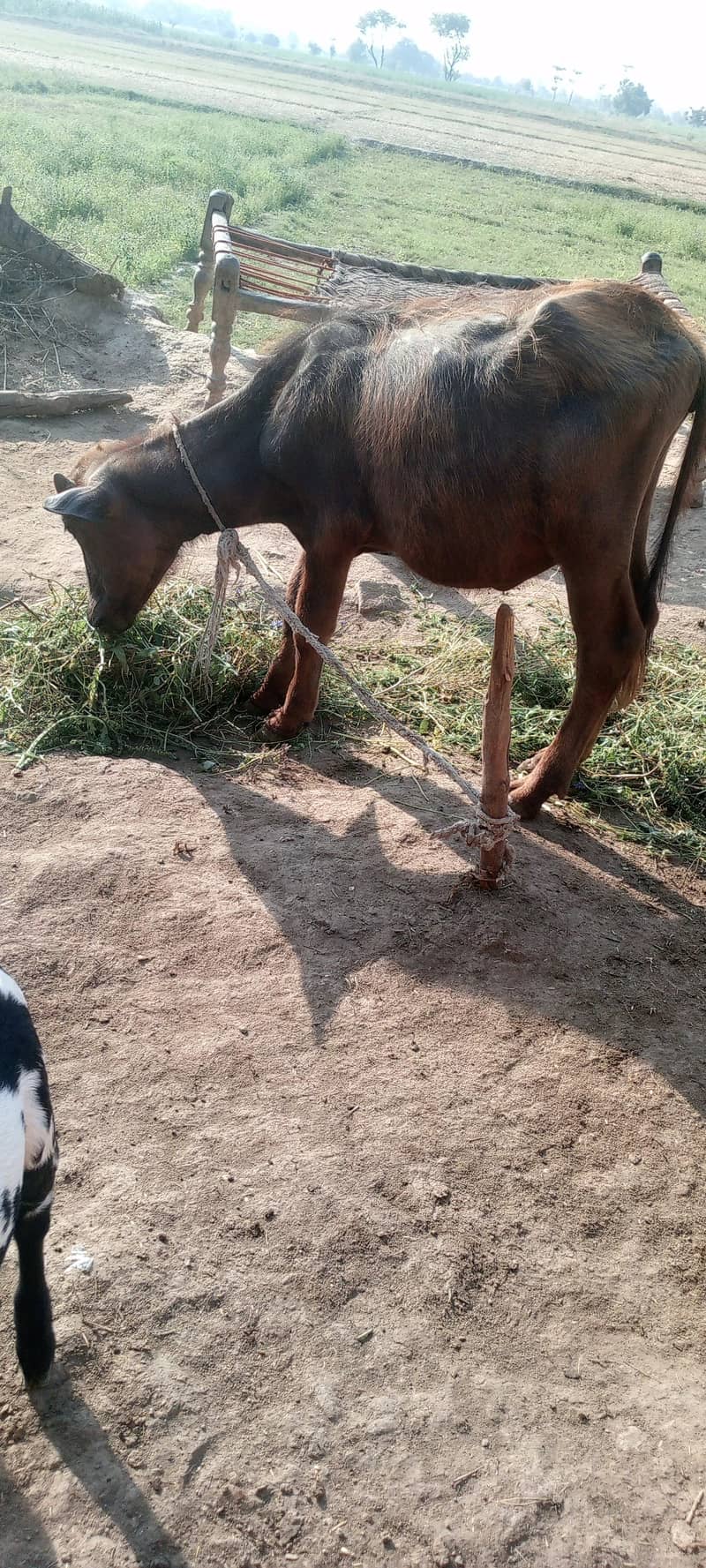 گھر کی پالی ہوئی صحت مند بچھڑا برائے فروخت 1