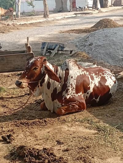 و چھڑا برائے فروغت