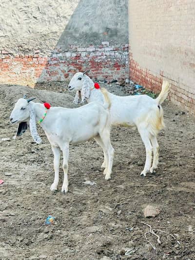Ghar Kay Bakro ki jori 03368792398