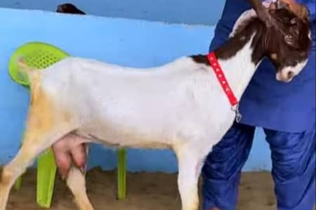 bakri with two kids