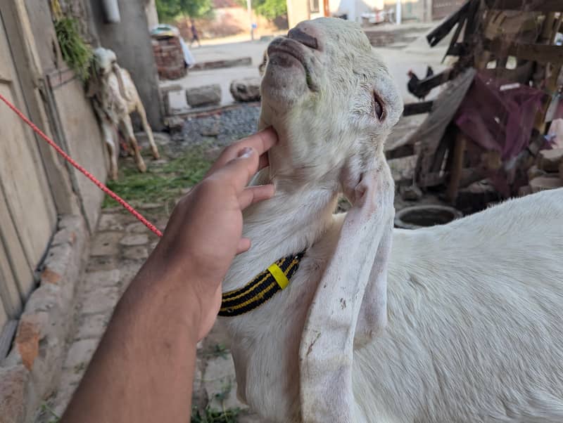 goats 0