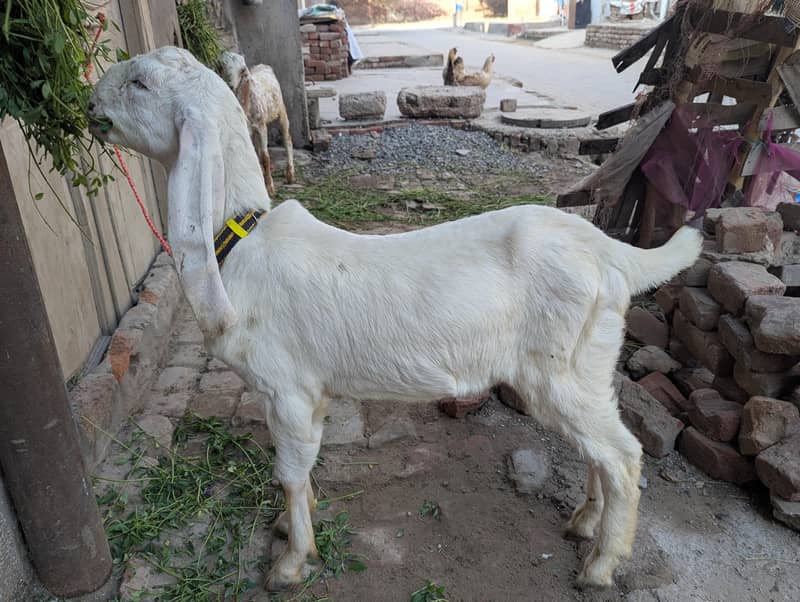 goats 1