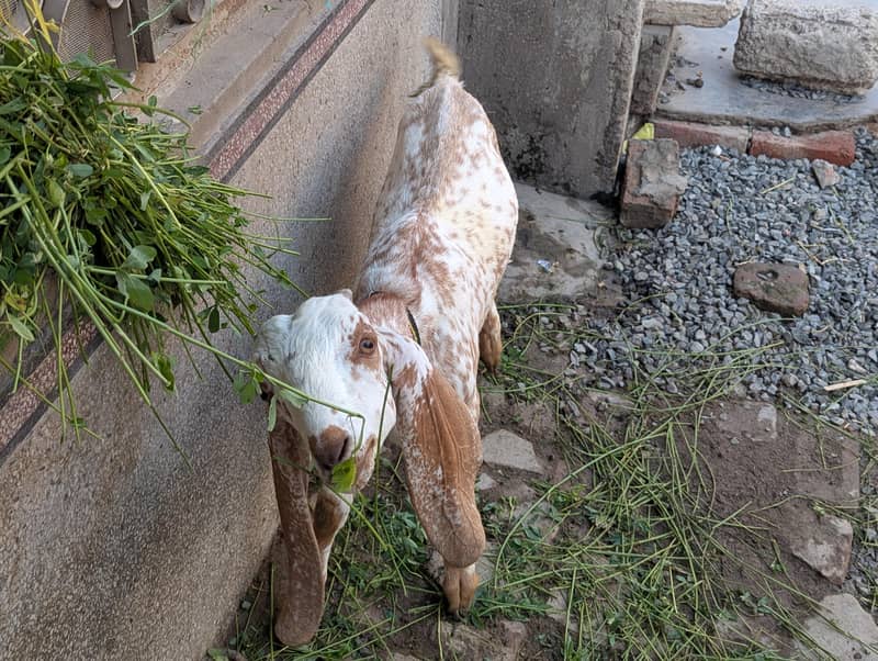 goats 2