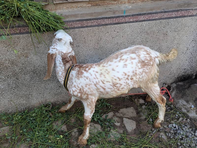 goats 3