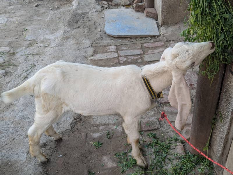 goats 4