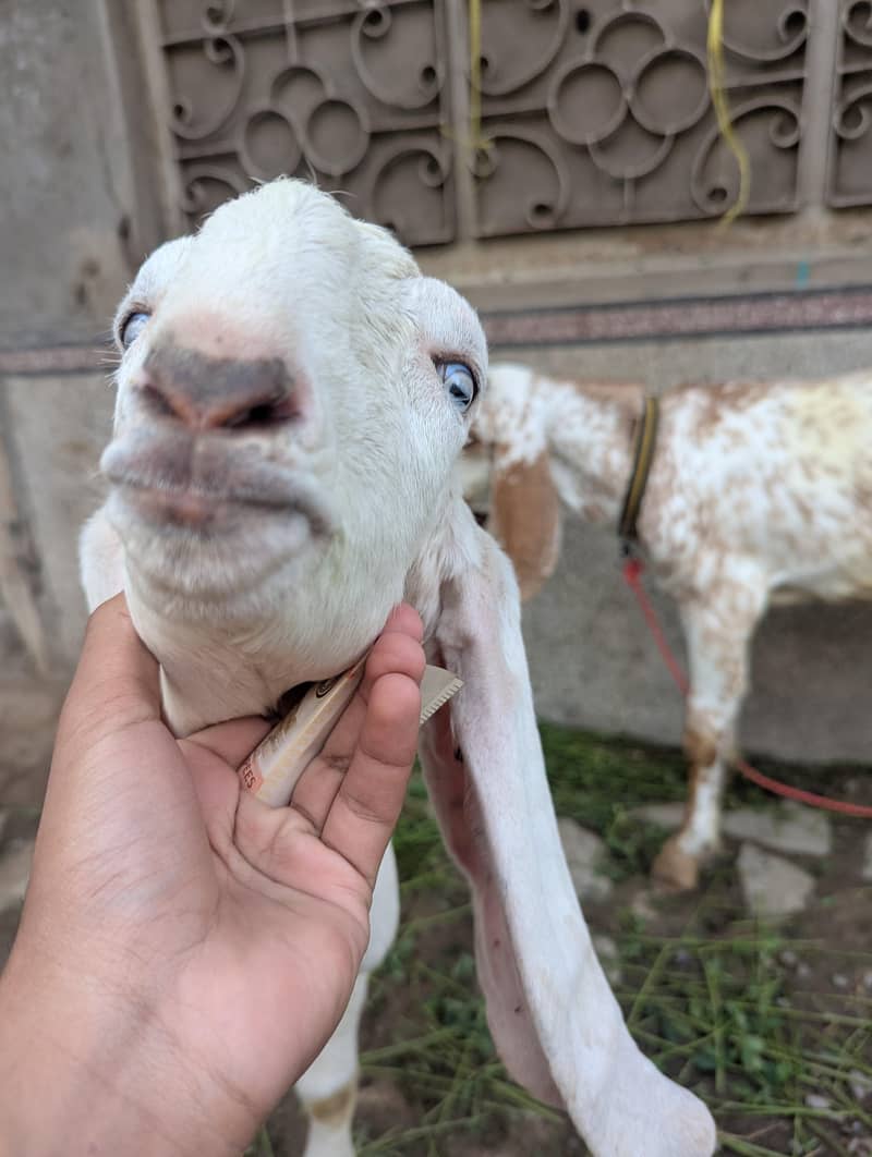 goats 5