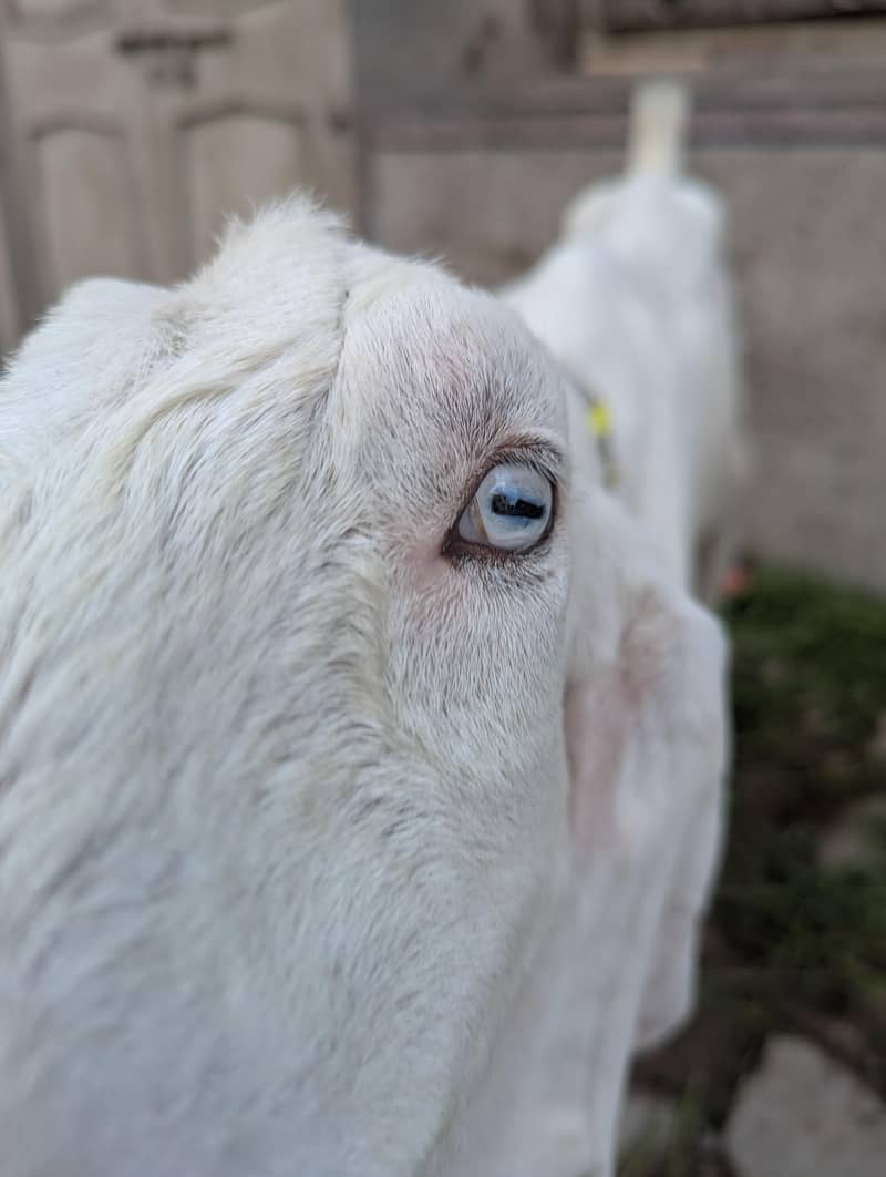 goats 6