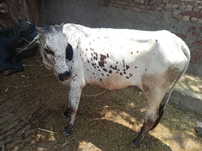 Desi jursi cross vachhi dondi for qurbani