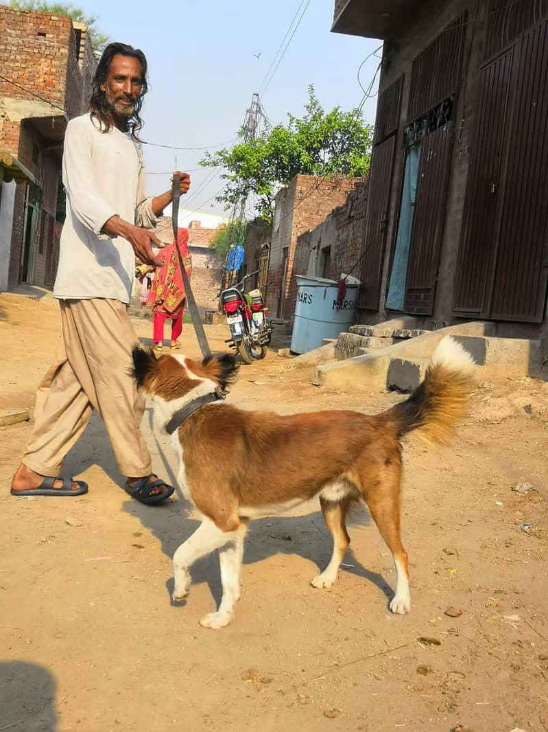 badar koli  3