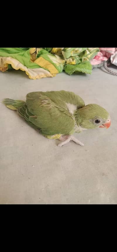 bolna Wala parrot k baby