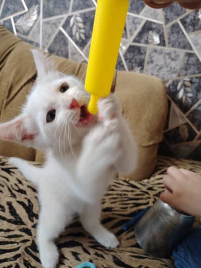 Persian cat