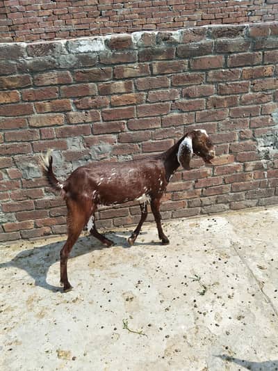 makhi cheeni path for sale  2 dant crosss ni karwai 03134248982 my num