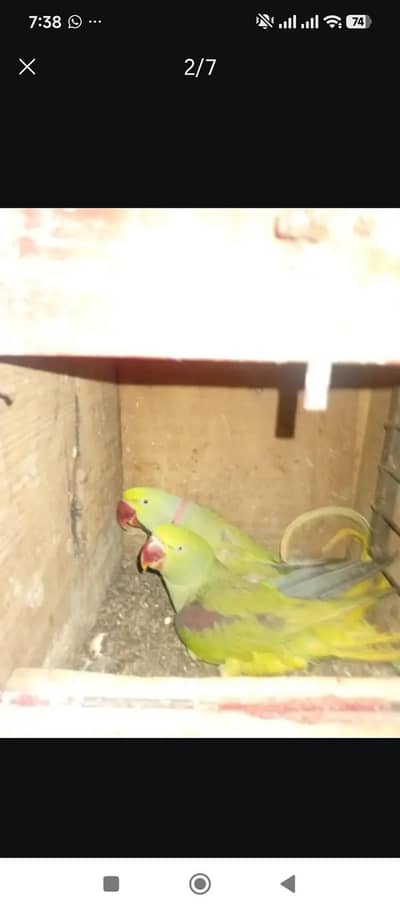 1 pair  Pahari tota