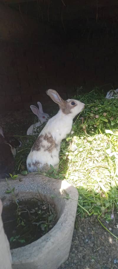 urgent sale