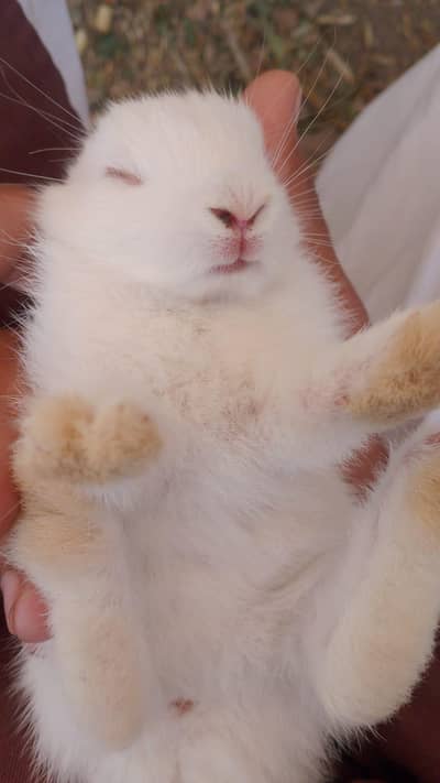 BEAUTIFUL RED EYES WHITE AND BLACK RABBITS