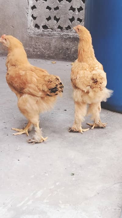 Golden buff hens
