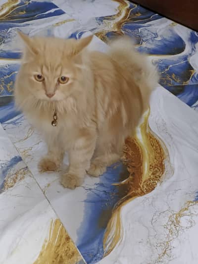 Golden Persian male cat 