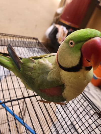raw parrot